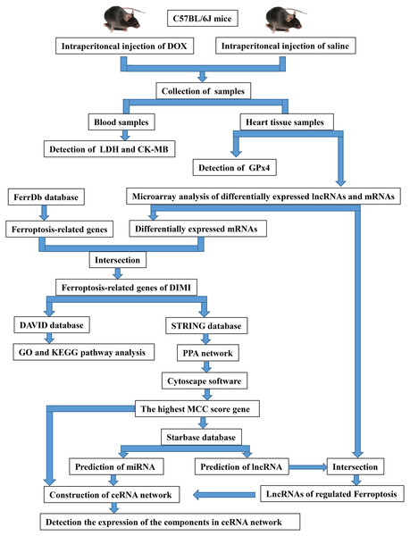 The overall experimental design and experimental workflow.