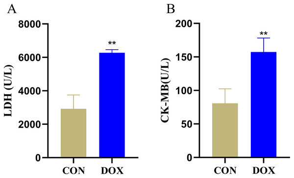 Serum lactic dehydrogenase (LDH) and myocardial-bound creatine kinase (CK-MB) levels in each group.