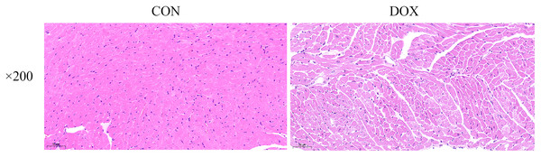 Typical HE staining pictures of mice myocardial tissue in each group (×200).