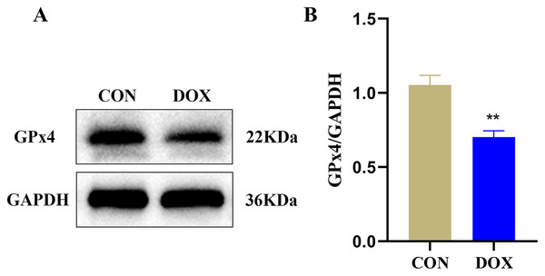 The glutathione peroxidase 4 (GPx4) protein expression in mouse myocardium.