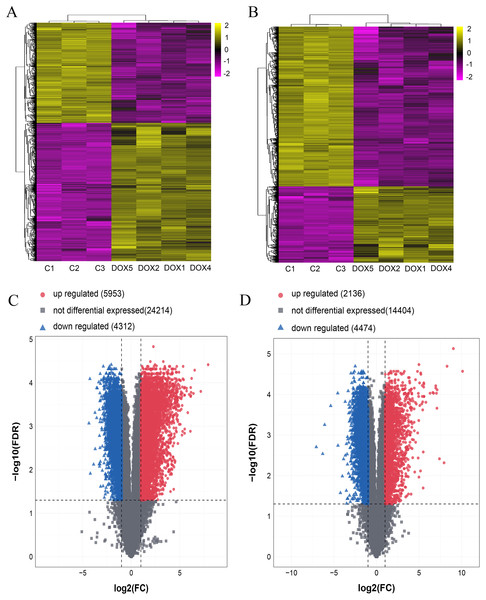 The expression profiles of lncRNAs and mRNAs in mouse myocardium between CON and DOX groups.