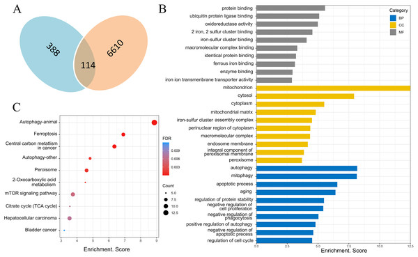 Screening of ferroptosis-related genes and biological function analysis.