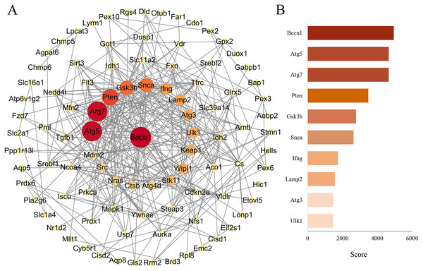 PPA network of ferroptosis-related genes and the top 10 maximal clique centrality (MCC) score genes in DOX-induced myocardial injury (DIMI).