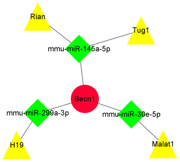 The ceRNA network of the highest maximal clique centrality (MCC) score gene Becn1.