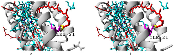 (A–B) Isoleucine residue I21 (specific for βc subunit) and leucine residue L17/L21 (specific for βabd subunits), differences in interactions with chromophores (rhodopin, colored red).