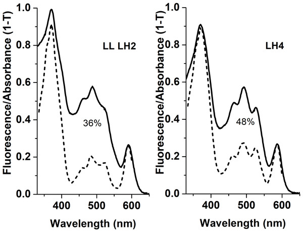 Fluorescence excitation spectra (the dotted lines) and the absorption spectra (in the form of 1-T, solid line) of the LH2 complexes from Rps. palustris.