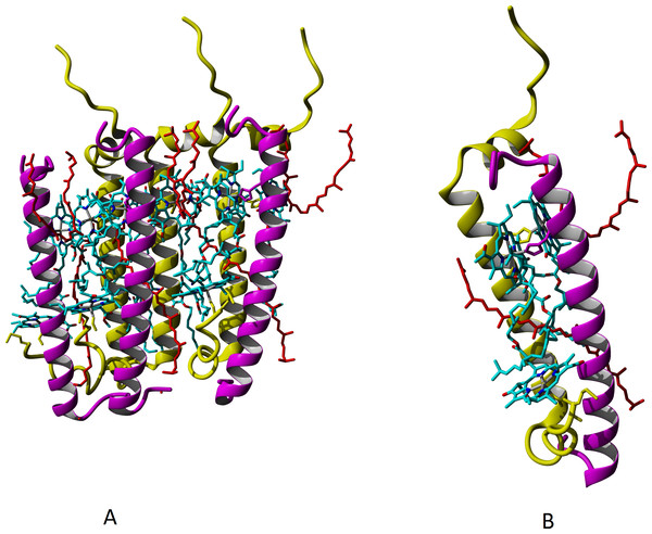 Models of LL LH2 complex based on 1NKZ template (LH2 complex of Rbl. acidophilus).