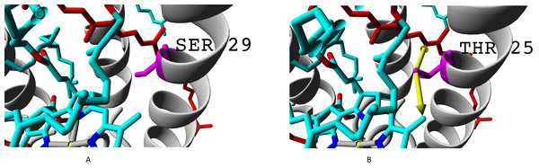 (A) Serine and (B) threonine residues and the difference in their interaction with chromophores.
