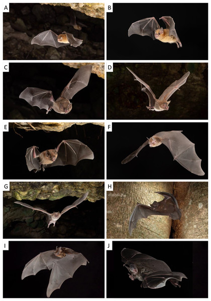 With the exception of Diaemus youngi, all bats detected using airborne eDNA have also been documented in the study area from camera traps at roost exits, from mist net captures and/or from being captured in roosts.