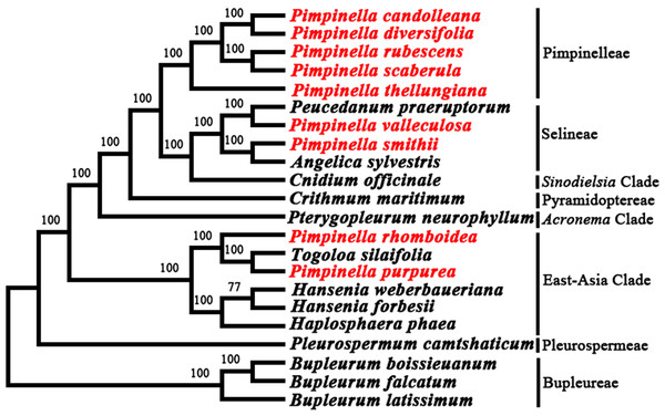 Phylogenetic analysis from the plastomes of nine Pimpinella species and allied taxa.