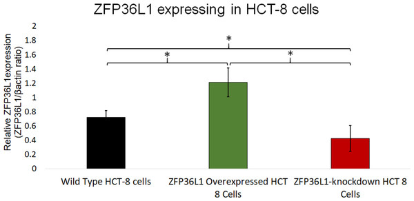 Relative quantification of ZFP36L1 expression in HCT-8 cell following its overexpression and knockdown.