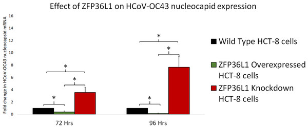 Effect of ZFP36L1 expression on Human coronavirus-OC43 replication.