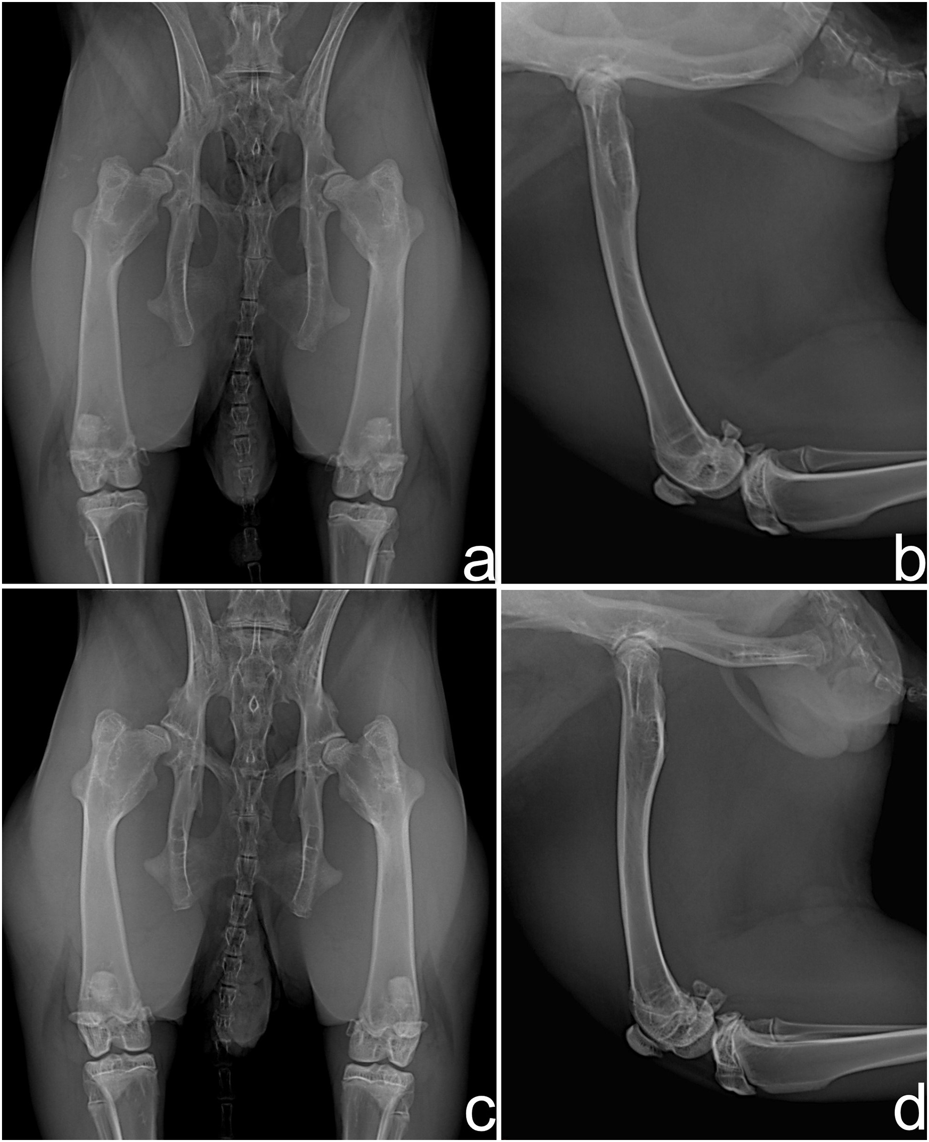 X ray dog knot