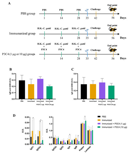 Levels of immunoglobulins in the serum of immunized mice in association with adjuvant P3C4.