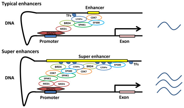 Characteristics of typical and super enhancers.