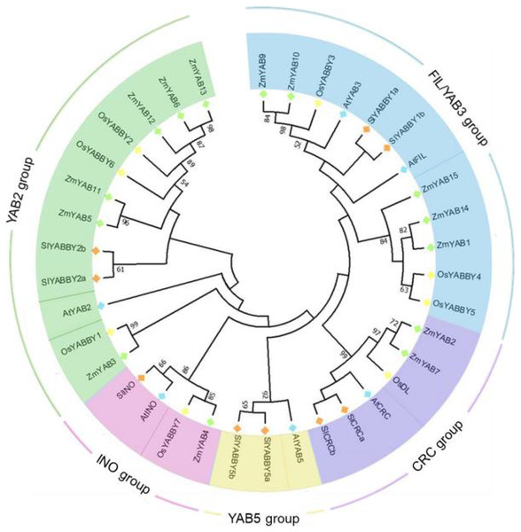 Phylogenetic tree of YABBY proteins.