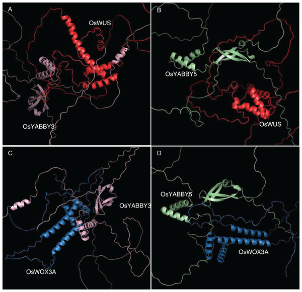 (A-D) Tertiary structure simulation and molecular docking.