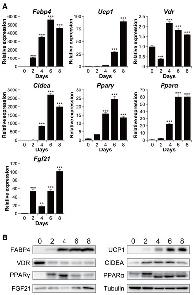 Time course analysis of mRNA and protein expression during brown adipocyte differentiation of C3H10T1/2 cells.