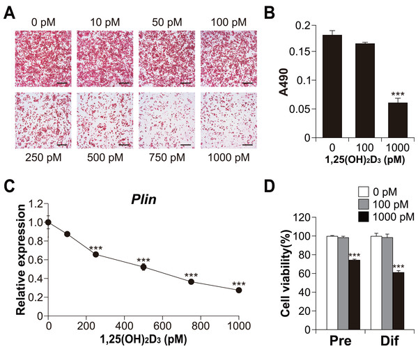 Effects of 1,25(OH)2D3 on the differentiation and viability of C3H10T1/2 cells.