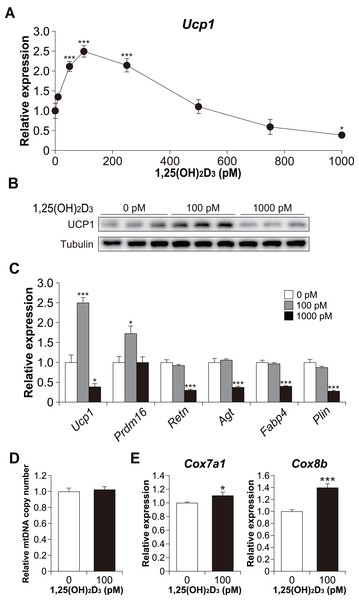 Effects of 1,25(OH)2D3 on brown adipocyte differentiation of C3H10T1/2 cells.