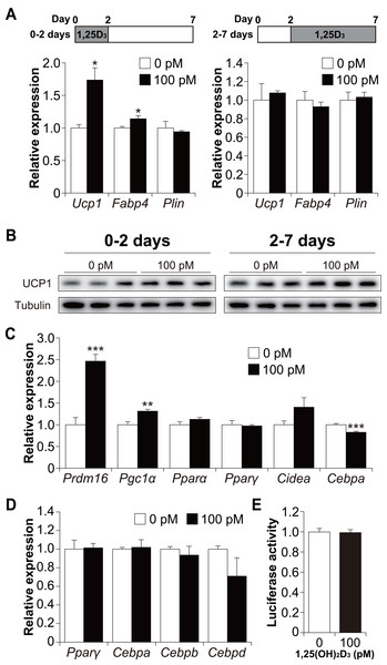 1,25(OH)2D3 acts during the early stages of brown adipogenesis.