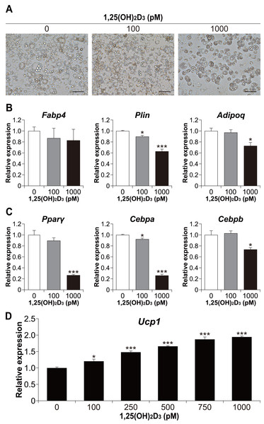 1,25(OH)2D3 inhibits white adipogenesis in 3T3-L1 cells but promotes beige adipocyte differentiation in 3T3-L1 cells.