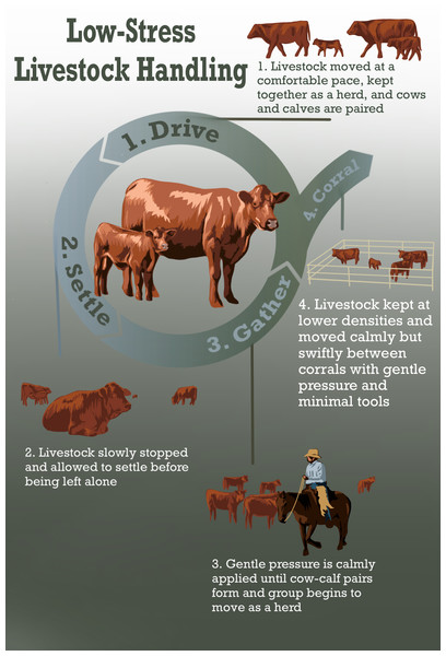 Low-stress Livestock Handling Protects Cattle In A Five-predator ...