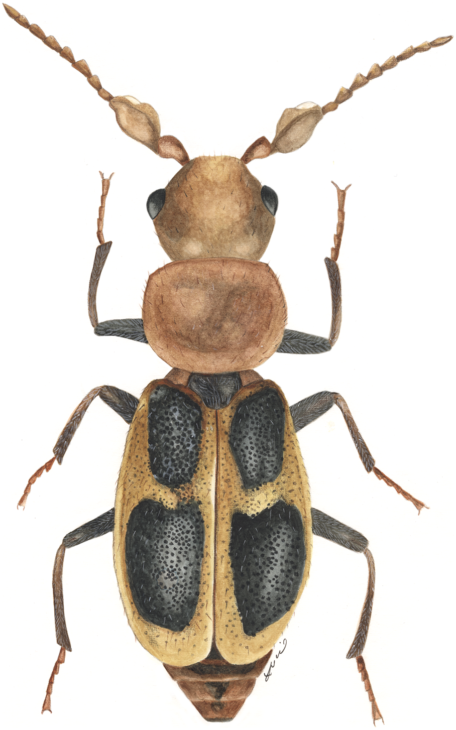Annotated checklist of the beetles (Coleoptera) of the California Channel  Islands [PeerJ]