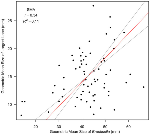 Model II SMA regression for geometric mean size of largest lobe in relation to geometric mean size in Brooksella.