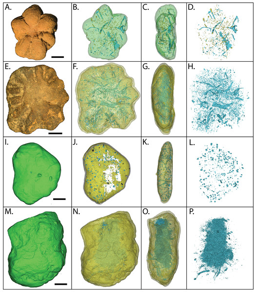 MicroCT reconstructions of the internal structures within two Brooksella (A–H) and two concretions (I–P).