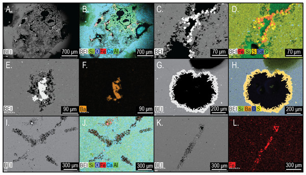 Electron microprobe images of internal structures of two Brooksella.