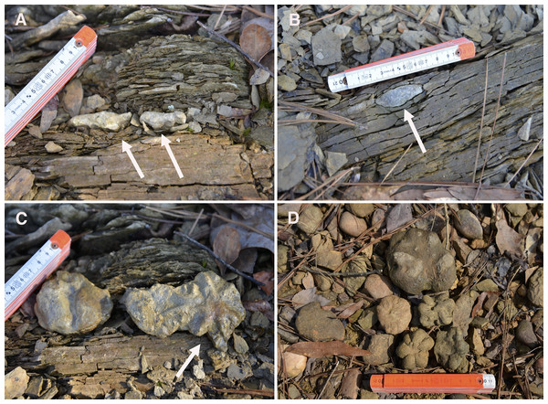In situ Brooksella and concretions from Weiss Lake locality.