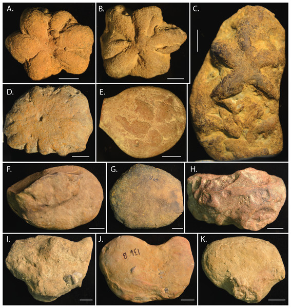 Morphological diversity in Brooksella alternata and concretions from Weiss Lake locality.