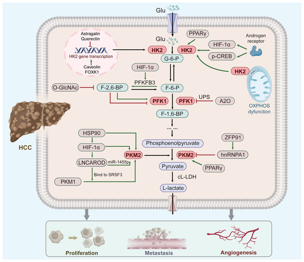 Factor regulation of key enzymes in aerobic glycolysis of HCC.