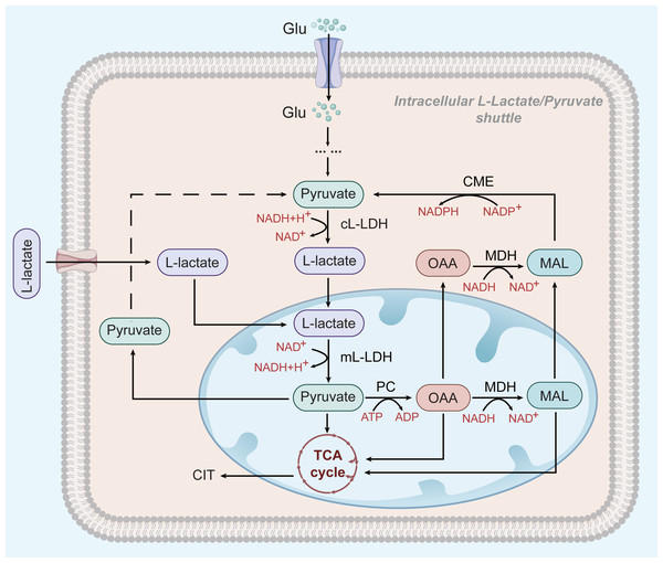 L-lactate enters mitochondria of HCC and participates in OXPHOS.