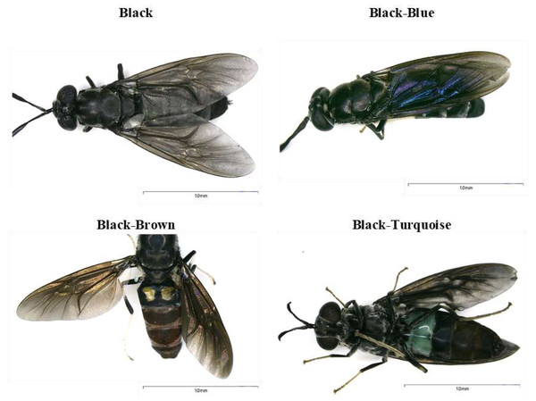 Body coloration phenotypes identified in black soldier flies found in Ecuador.