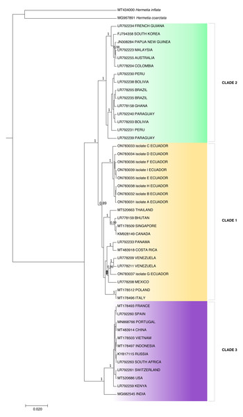 Bayesian molecular phylogenetic tree for Hermetia illucens COI partial gene sequences.