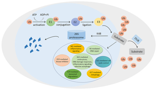 Ubiquitination/deubiquitination modifications and their regulatory role in protein degradation and cellular physiological functions.