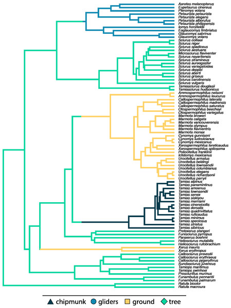 Pruned phylogeny of studied species with branch colors representing ecotypes.