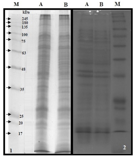 SDS-PAGE of the BMP extract and proteins of whole cell lysate.