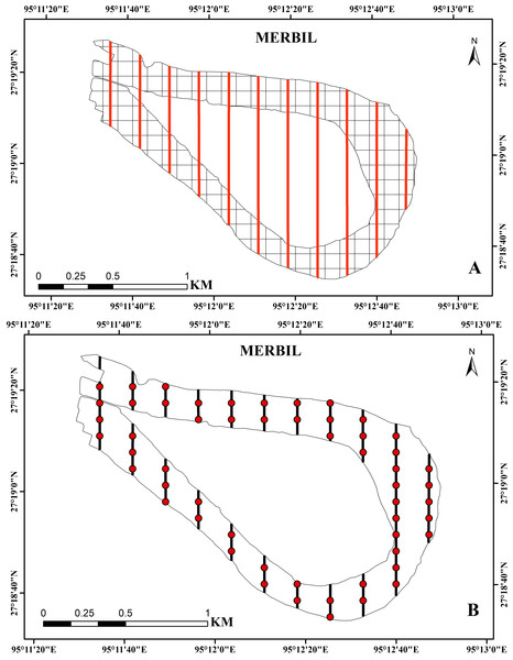 (A) Study site with 100 × 100 m grids and evenly distributed transect line, (B) regular interval points on the transect line used for the sample collection at the Merbil wetland.