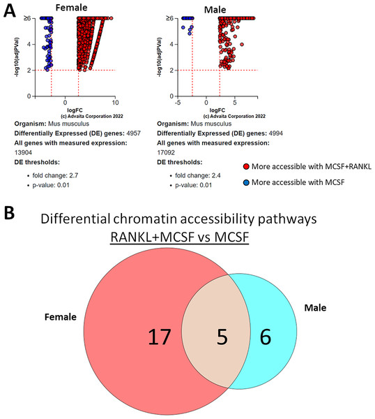 Gene and pathway analysis of osteoclastogenesis ATAC-Seq data.