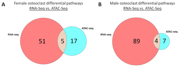 Correlated pathways identified via RNA-Seq and ATAC-Seq.