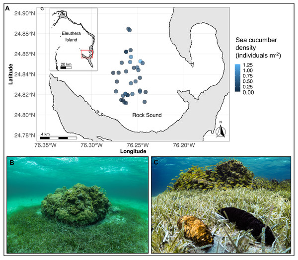 (A) Map of Eleuthera Island (inset), The Bahamas, and the study area, Rock Sound (main panel), (B) one of 35 patch reefs surveyed in this study, and (C) co-occurring Actinopyga agassizii (left) and Holothuria mexicana (right).