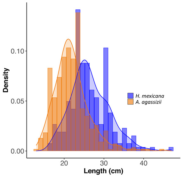 Size distribution of length for H. mexicana (26.5 ± 0.33 cm long, range: 17–47 cm, n= 223) and A. agassizii (21.9 ± 0.20 cm long, range: 13–45 cm, n= 462) from 35 reef patches in Eleuthera, The Bahamas.
