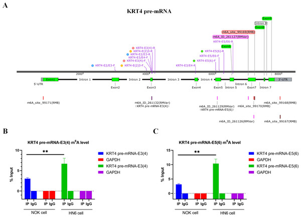 m6A levels of exon-intron boundaries in KRT4 pre-mRNA is increased in OSCC.