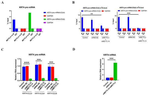 m6A methylation of exon-intron boundaries prevents intron splicing of KRT4 pre-mRNA in OSCC.