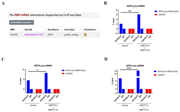 m6A methylation inhibits the binding of DGCR8 to exon-intron boundaries in KRT4 pre-mRNA in OSCC.