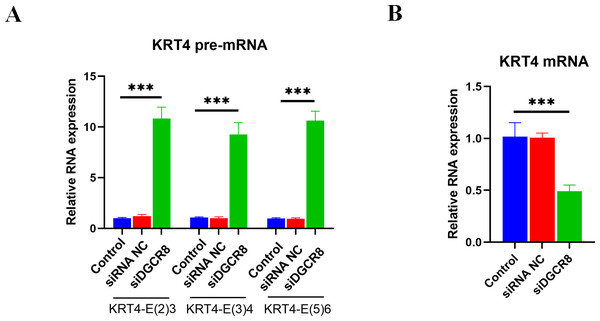 Silence of DGCR8 prohibits intron splicing of KRT4 pre-mRNA in OSCC.