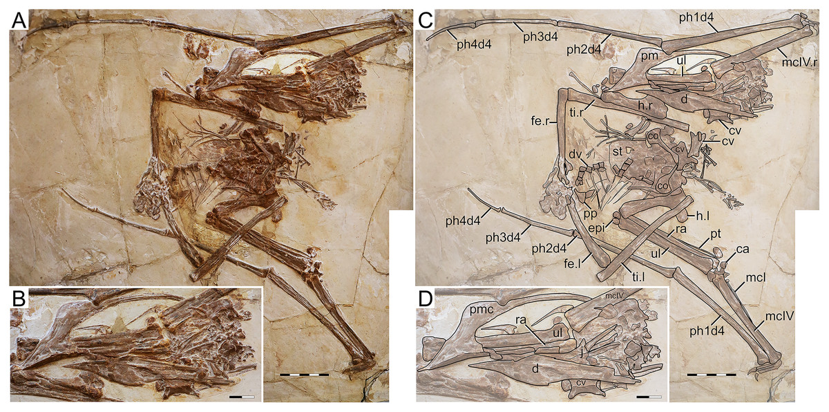 The toothless pterosaur Jidapterus edentus (Pterodactyloidea:  Azhdarchoidea) from the Early Cretaceous Jehol Biota and its  paleoecological implications